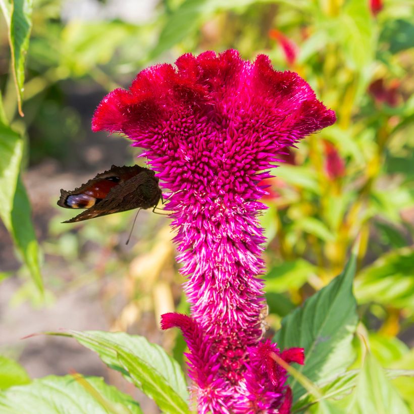 Celosia cristata Fan Dance Purple (Samen) - Hahnenkamm (Flowering)