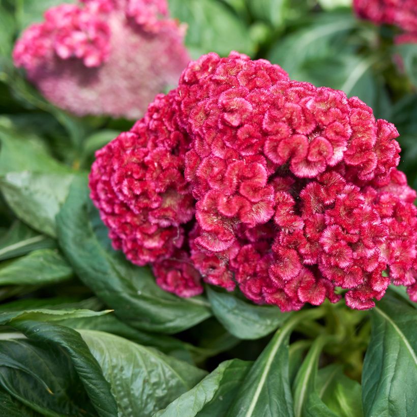 Celosia cristata King Coral (Samen) - Hahnenkamm (Flowering)