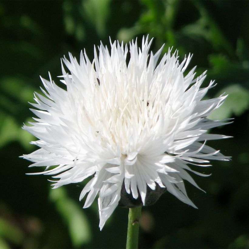 Centaurea moschata The Bride (Samen) - Duftende Bisamblume (Flowering)