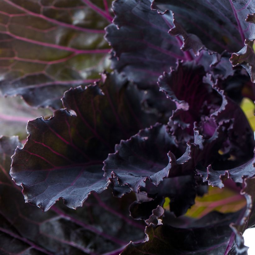 Grünkohl F1 Black Leaf (Laub)