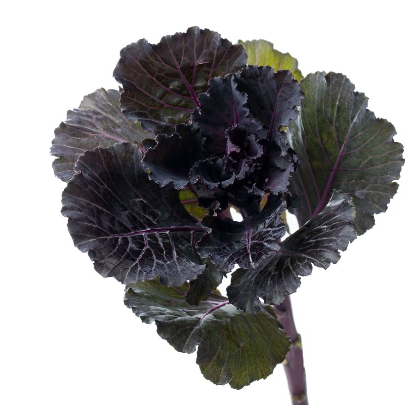 Grünkohl F1 Black Leaf (Ernte)