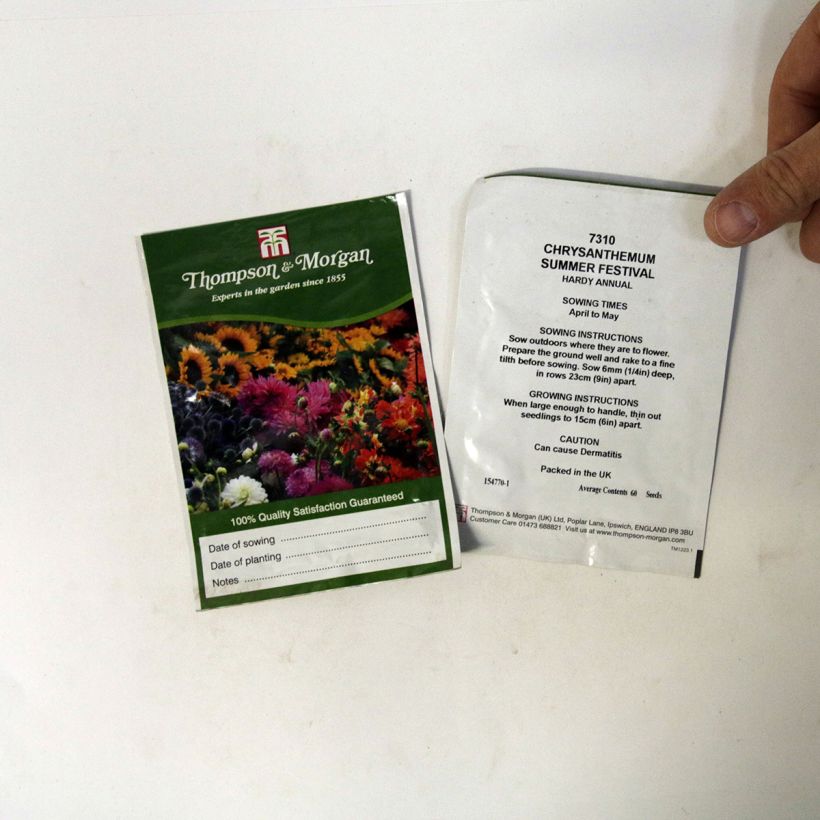 Example of Chrysanthemum carinatum Summer Festival (Samen) - Wucherblume per pack of 60 seeds as you get