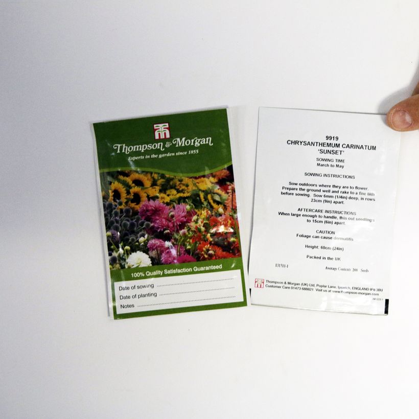 Example of Chrysanthemum carinatum Sunset (Samen) - Wucherblume per pack of 300 seeds (1g) as you get