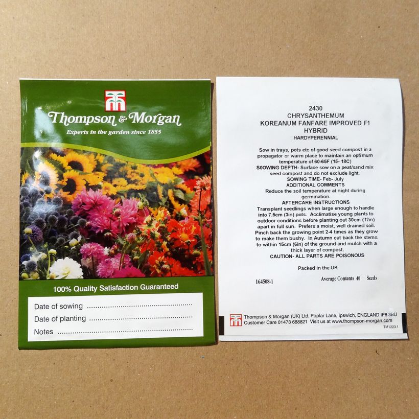 Example of Chrysanthemum Fanfare Improved F1 (Samen) - Herbst-Chrysantheme per pack of 200 seeds (0,1g) as you get