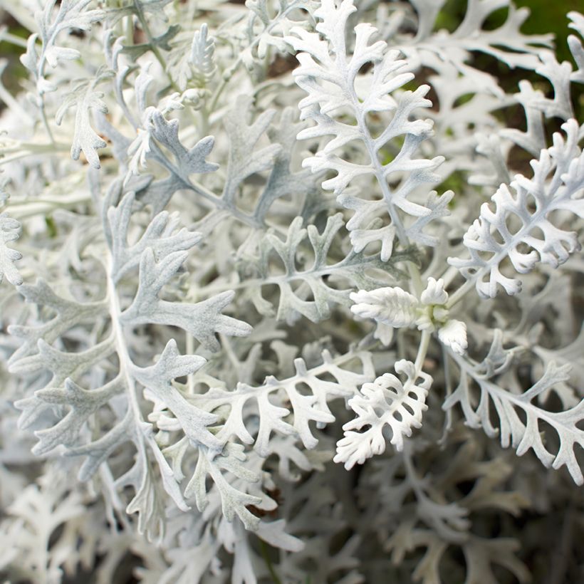 Senecio cineraria Silver Dust (Samen) - Kreuzkraut (Foliage)