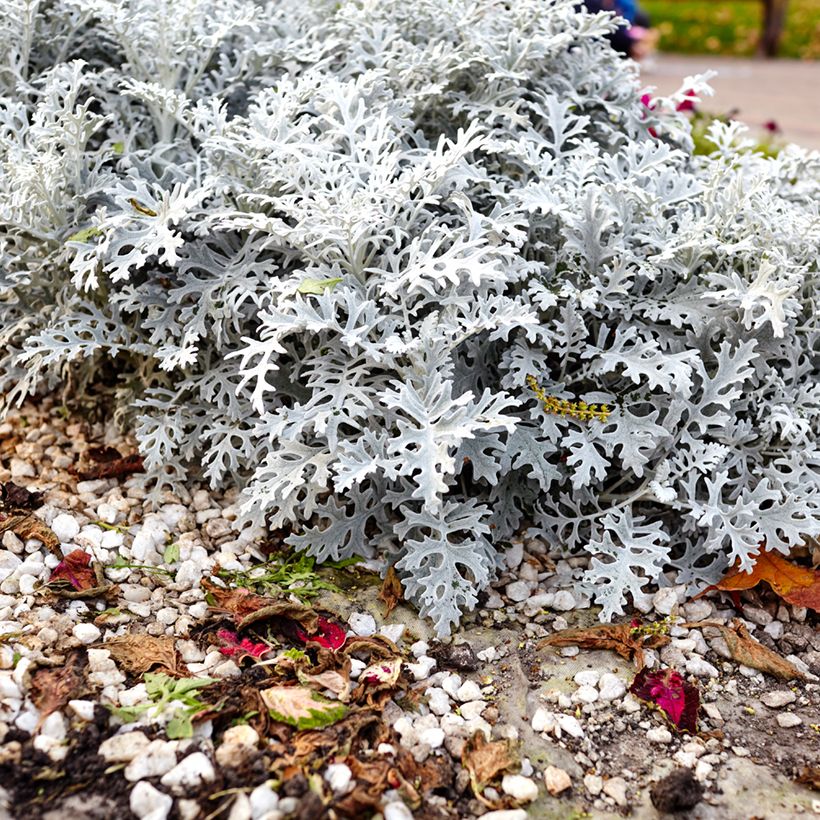Senecio cineraria Silver Dust (Samen) - Kreuzkraut (Plant habit)