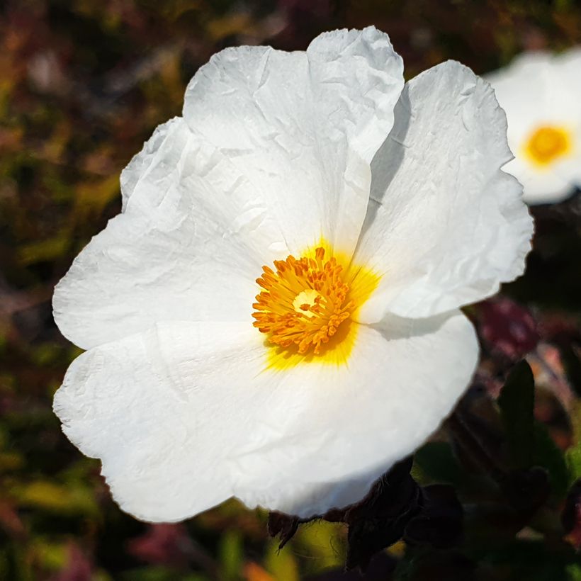 Lorbeerblättrige Zistrose (Samen) - Cistus laurifolius (Flowering)