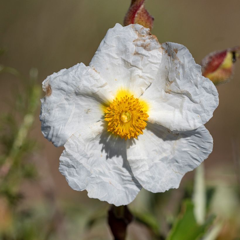 Montpellier-Zistrose (Samen) - Cistus monspeliensis (Flowering)