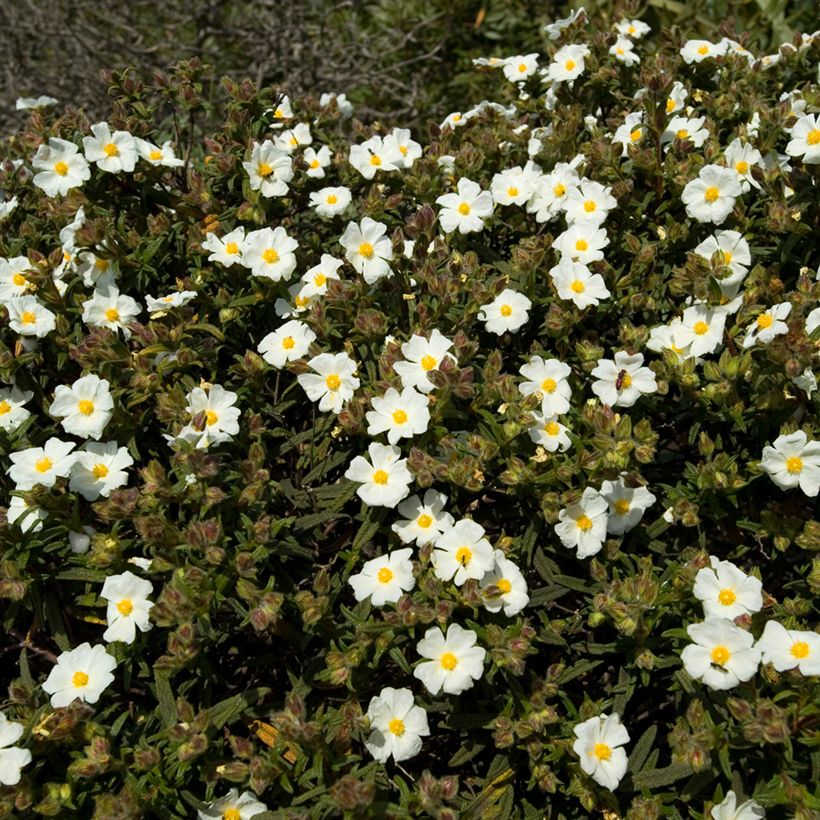 Montpellier-Zistrose (Samen) - Cistus monspeliensis (Plant habit)