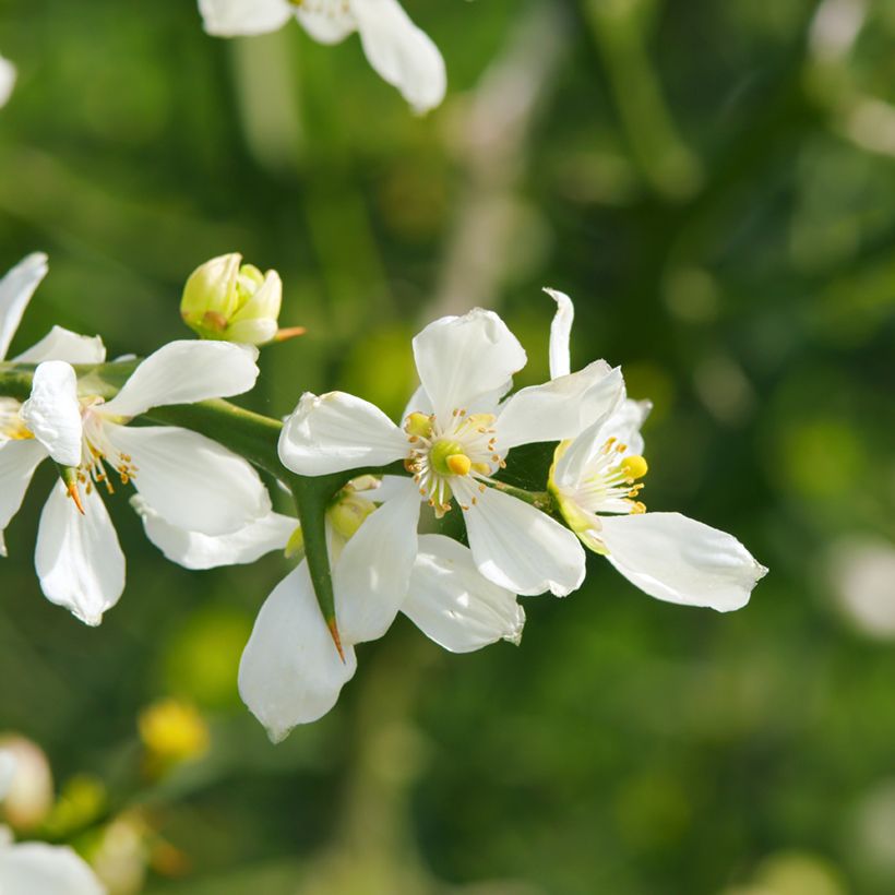 Dreiblättrige Orange (Samen) - Poncirus trifoliata (Flowering)