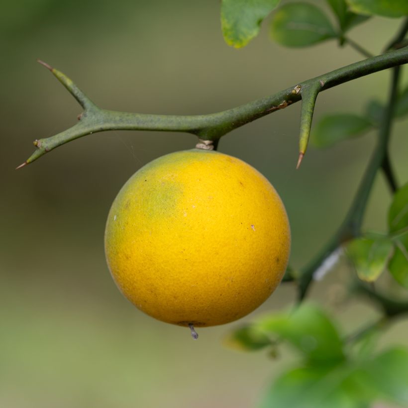Dreiblättrige Orange (Samen) - Poncirus trifoliata (Harvest)
