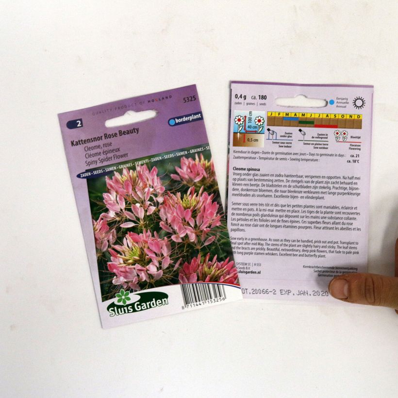 Example of Spinnenpflanze Rose Beauty (Samen) - Cleome per pack of 180 seeds as you get