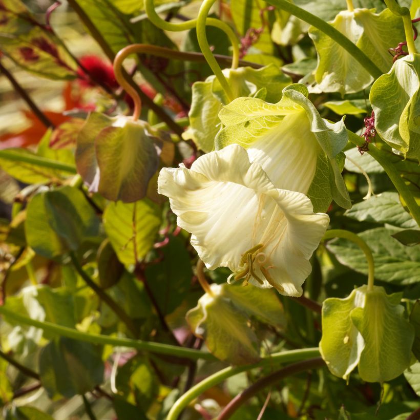 Cobea scandens Alba (Samen) - Glockenrebe (Flowering)