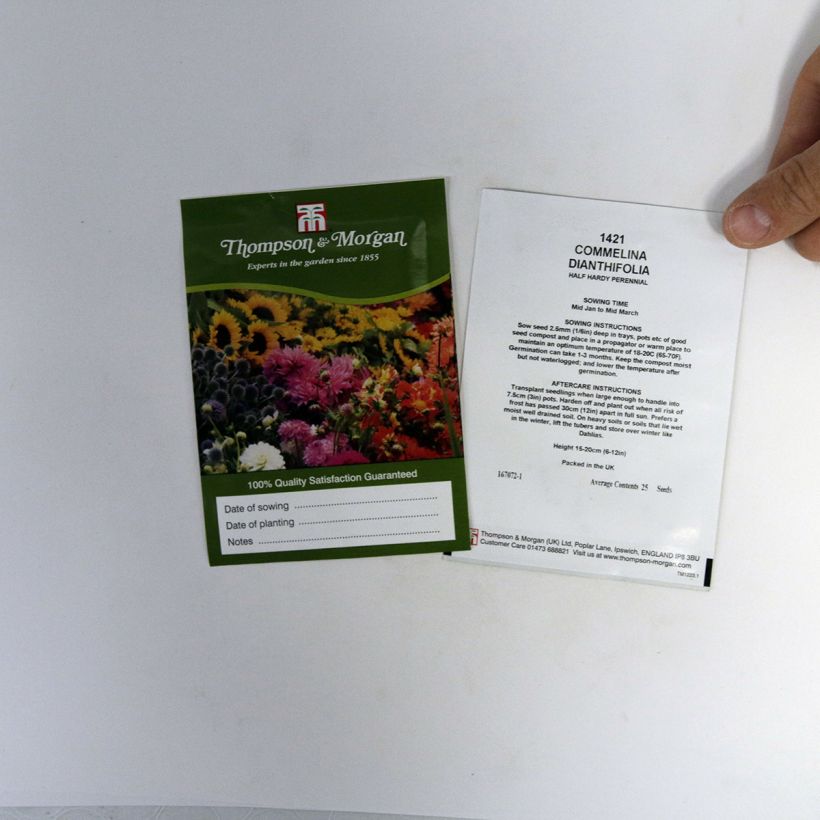 Example of Commelina dianthifolia (Samen) - Commeline per pack of 25 seeds as you get