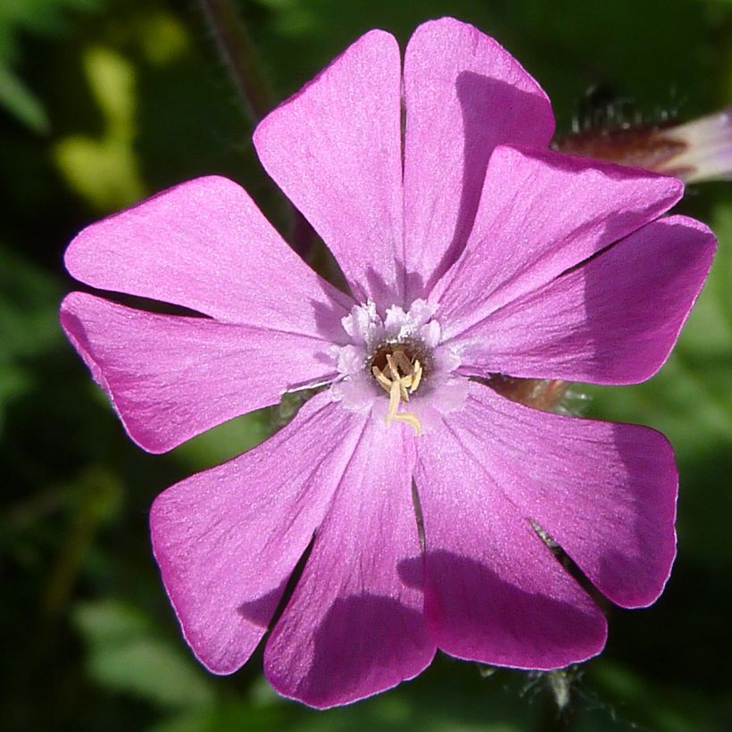 Rote Lichtnelke (Samen) - Silene dioica (Flowering)