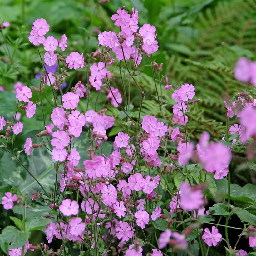 Lichtnelke (Samen) - Silene dioica, latifolia (Plant habit)