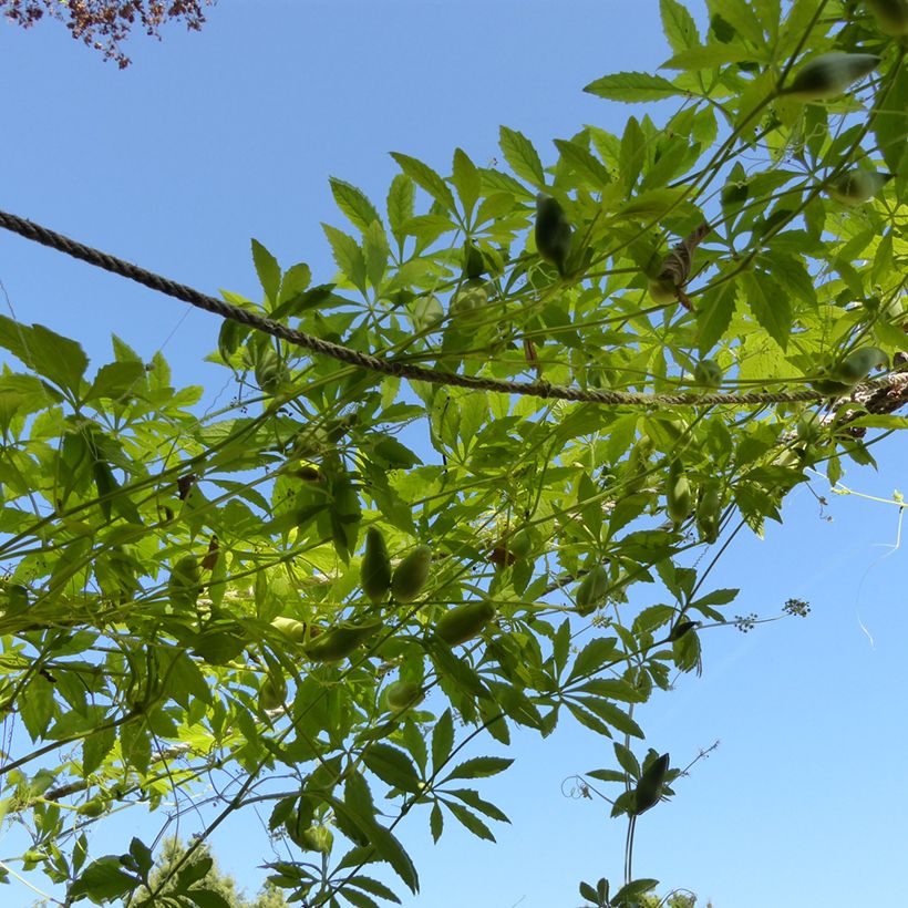Springgurke Caigua (Samen) - Cyclanthera pedata (Plant habit)