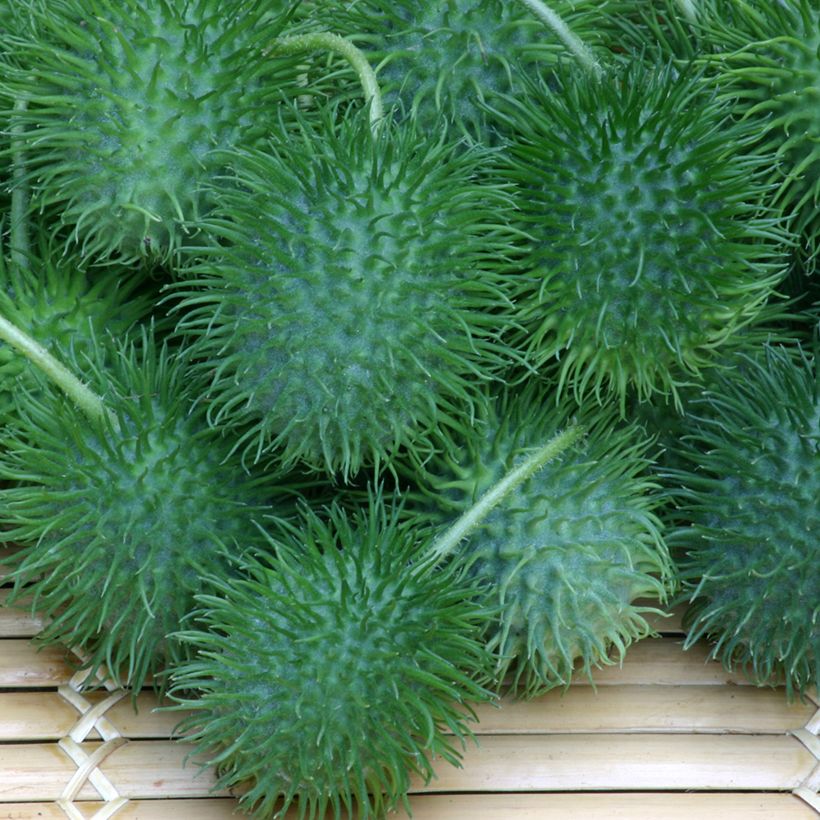 Cucumis anguria (samen) - Anguria-Gurke (Harvest)
