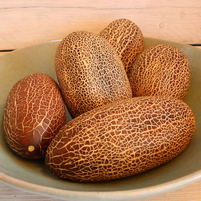 Salat-Gurke Sikkim (samen) (Harvest)