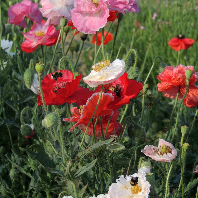 Klatsch-Mohn Shirley Mix (BIO samen) - Papaver rhoeas (Blüte)
