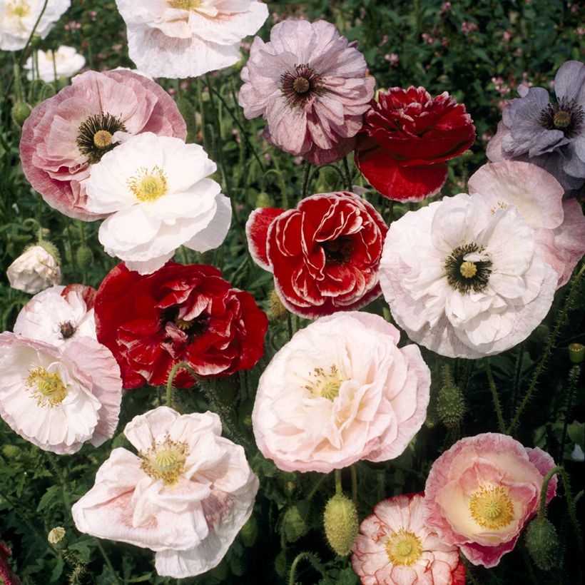 Klatsch-Mohn Dawn Chorus Mix (Samen) - Papaver rhoeas (Flowering)