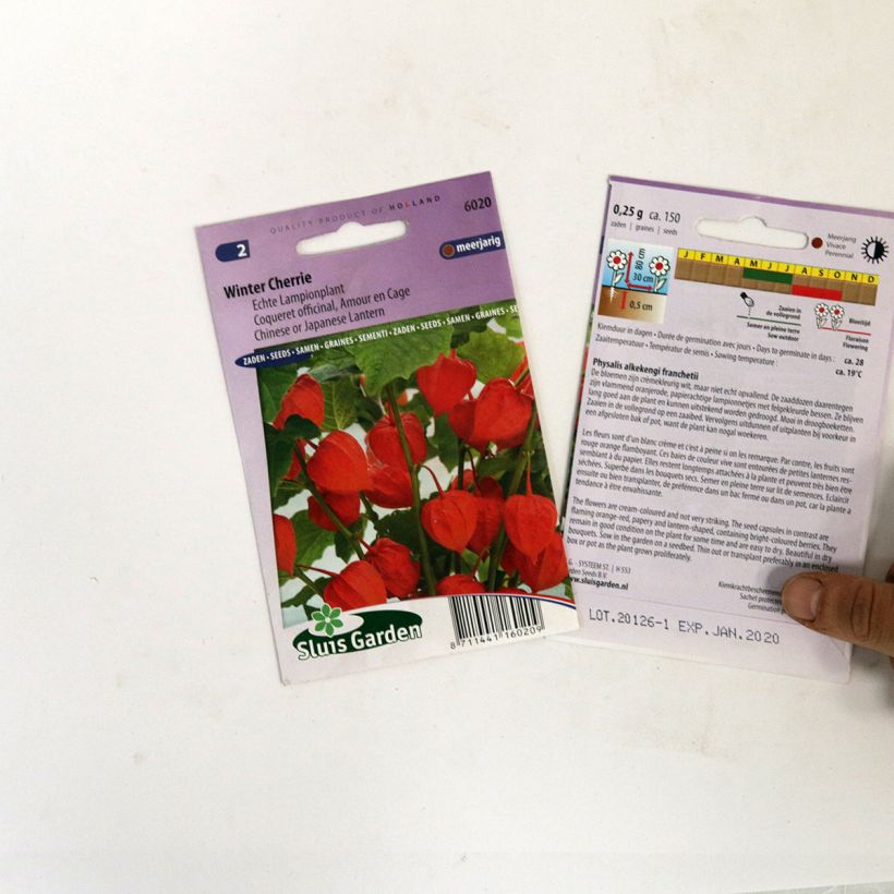 Example of Physalis franchetti Winter Cherry (Samen) - Lampionblume per pack of 150 seeds as you get