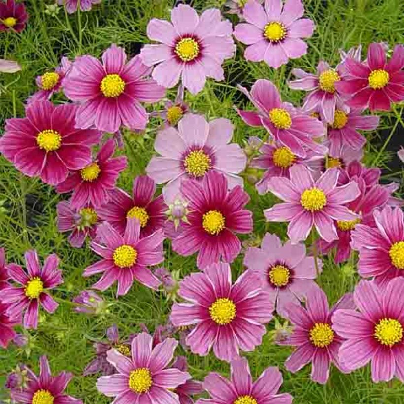 Schmuckkörbchen Antiquity (Samen) - Cosmos (Flowering)
