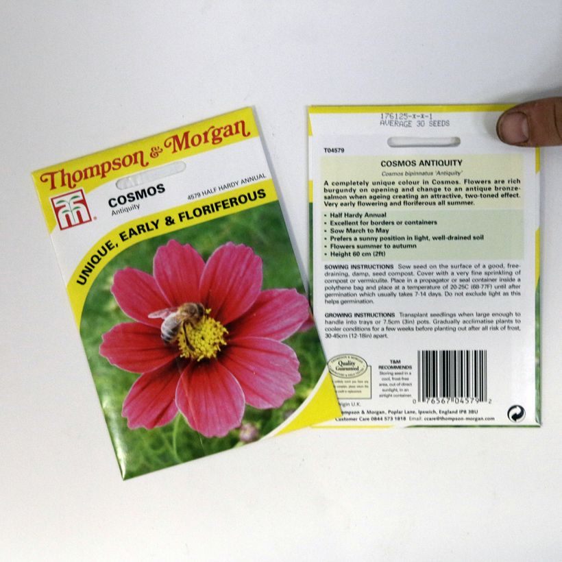 Example of Schmuckkörbchen Antiquity (Samen) - Cosmos per pack of 30 seeds as you get