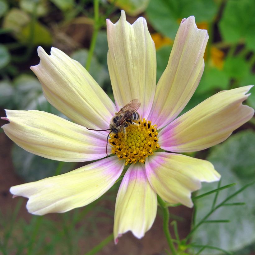 Schmuckkörbchen Apricot Lemonade (Samen) - Cosmos (Flowering)