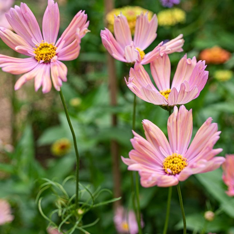 Schmuckkörbchen Apricotta (Samen) - Cosmos (Flowering)