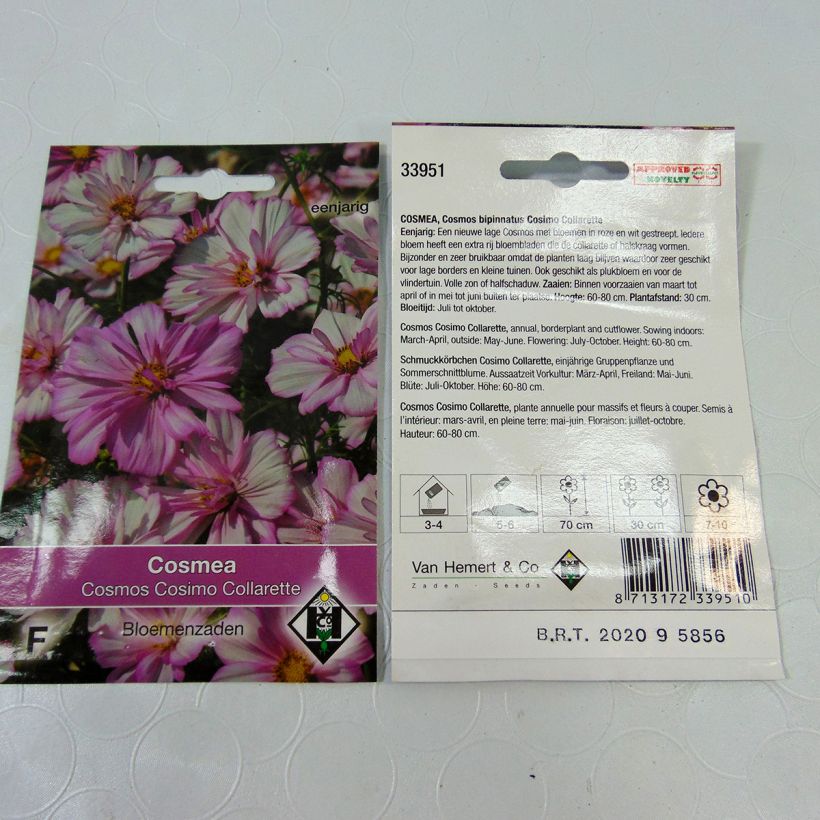 Example of Schmuckkörbchen Cosimo Collarette (Samen) - Cosmos per pack of 60 seeds (0.5g) as you get