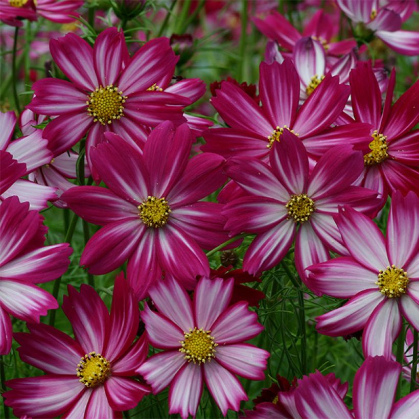 Schmuckkörbchen Cosimo Red White (Samen) - Cosmos (Flowering)