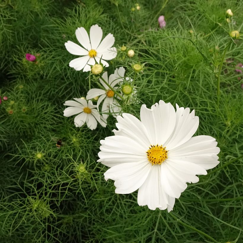 Schmuckkörbchen Cupcakes White (Samen) - Cosmos (Flowering)
