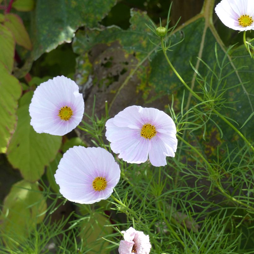 Graines de Cosmos Cupsy Blush BIO (Blüte)