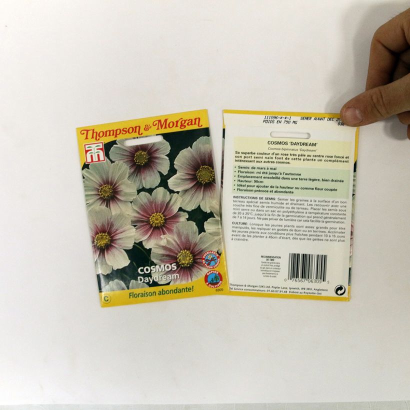 Example of Schmuckkörbchen Daydream (Samen) - Cosmos per pack of 36 seeds as you get