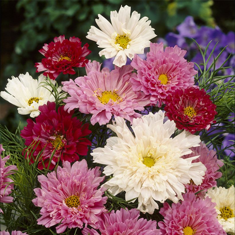 Schmuckkörbchen Cosmos Double Click Mixed (Samen) - Cosmos (Flowering)