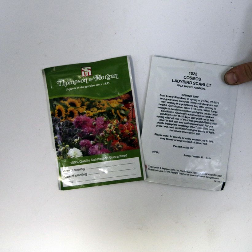 Example of Cosmos sulphureus Dwarf Ladybird Scarlet (Samen) - Gelbes Schmuckkörbchen per pack of 50 seeds (0,5g) as you get