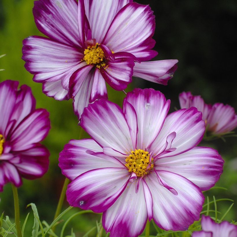 Schmuckkörbchen Fizzy Pink (Samen) - Cosmos (Flowering)