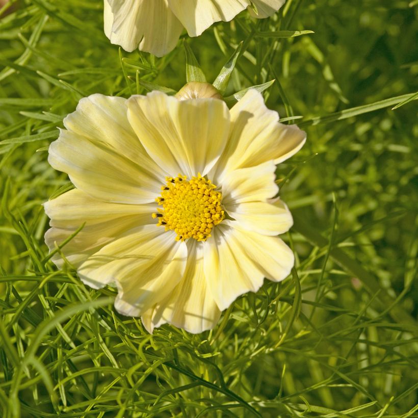 Cosmos sulphureus Kiiro (Samen) - Gelbes Schmuckkörbchen (Flowering)