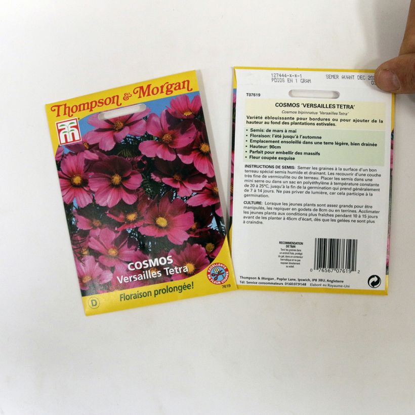 Example of Schmuckkörbchen Versailles Tetra (Samen) - Cosmos per pack of 60 seeds as you get