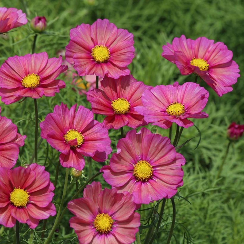 Schmuckkörbchen Xsenia (Samen) - Cosmos (Flowering)