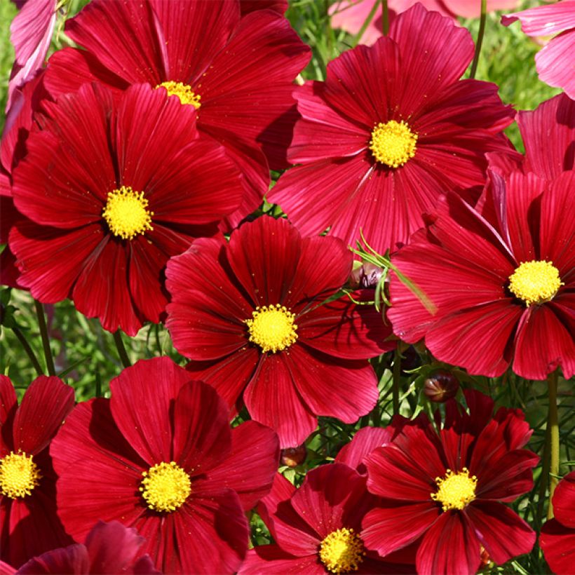 Schmuckkörbchen Rubenza (Samen) - Cosmos (Flowering)