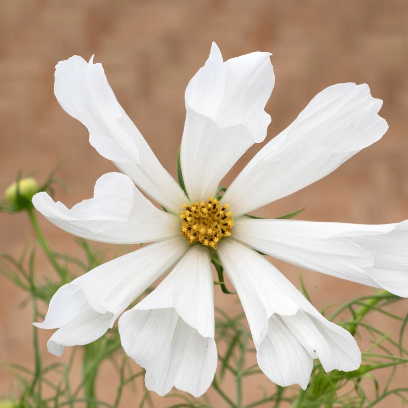 Graines de Cosmos nain Pinwheel White (Blüte)