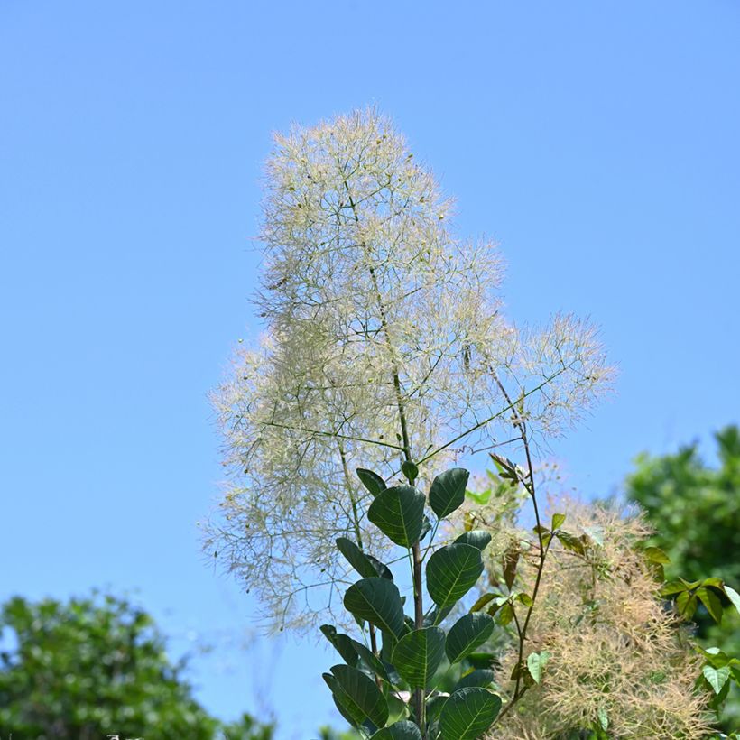 Perückenstrauch (Samen) - Cotinus coggygria (Flowering)