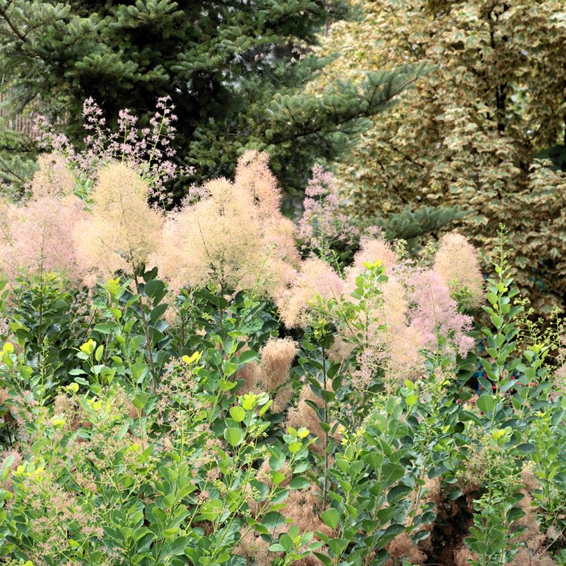 Perückenstrauch (Samen) - Cotinus coggygria (Plant habit)