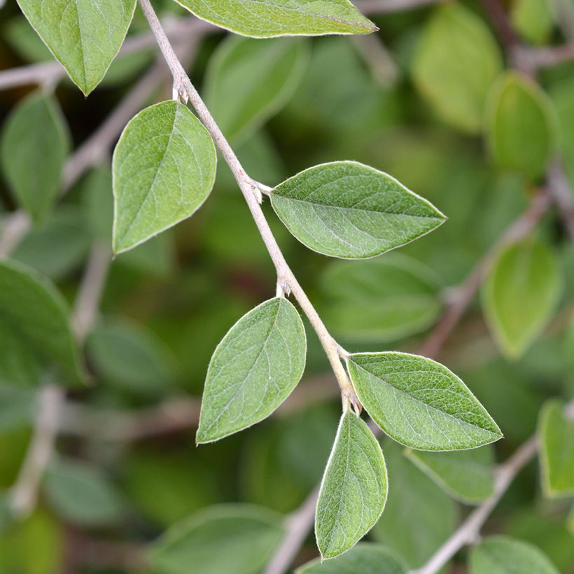Cotoneaster franchetii (Samen) - Zwergmispel (Foliage)