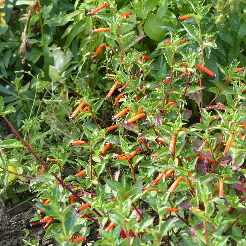 Graines de Cuphea ignea - Plante-cigarette (Wuchs)