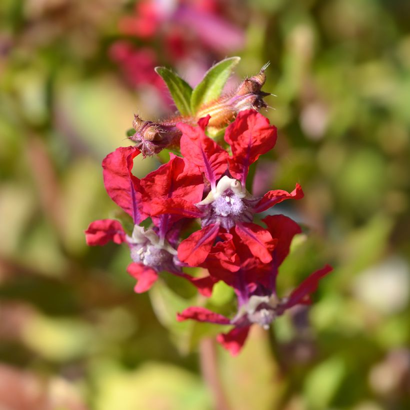 Cuphea miniata Mix (Samen) - Zigarettenblümchen (Flowering)