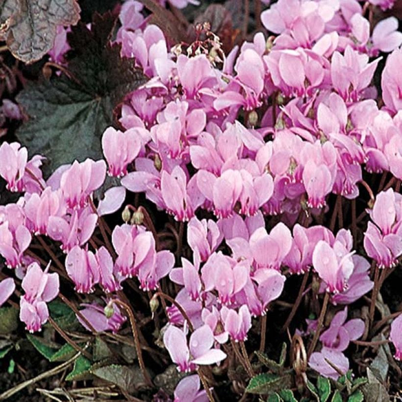 Cyclamen neapolitanum (Samen) - Neapolitanisches Alpenveilchen (Flowering)