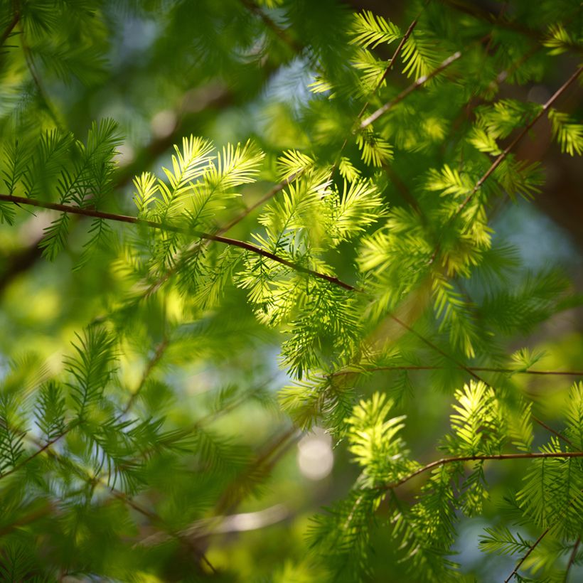 Taxodium distichum (Samen) - Sumpfzypresse (Blüte)